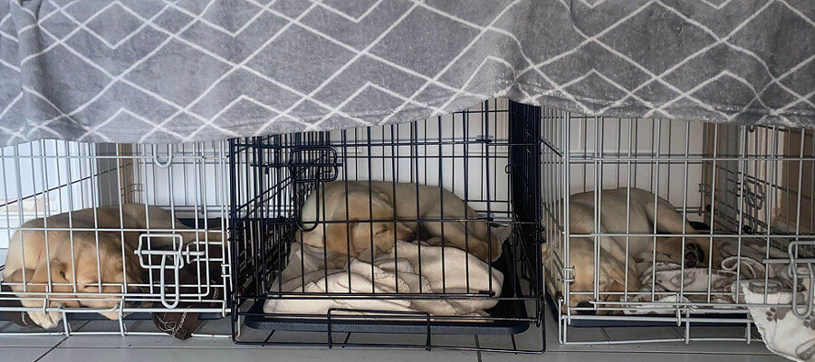 How to Choose the Right Dog Crate for Your Pet: A Comprehensive Guide